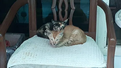A black and an orange kitten lying on a chair.