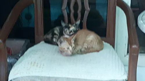 A black and an orange kitten lying on a chair.