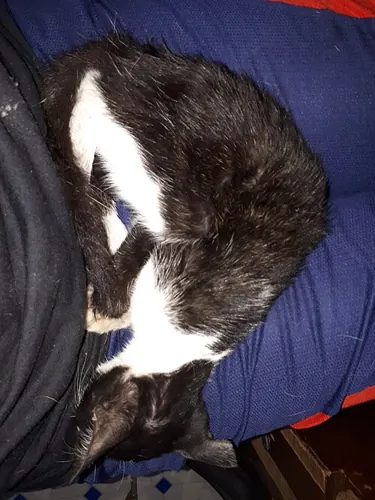 A black and white kitten