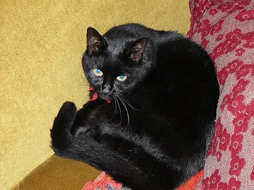 A domestic black cat curled up indoors on a yellow couch and a patterned red cushion in Newcastle upon Tyne, UK.