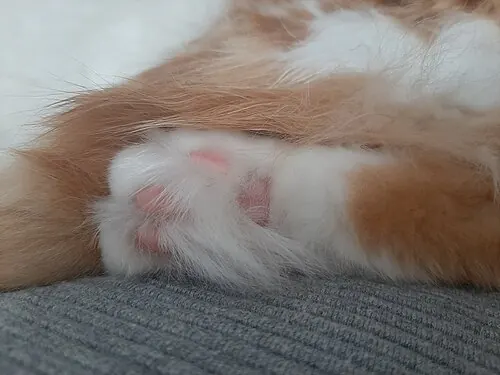 back paw of a domestic cat