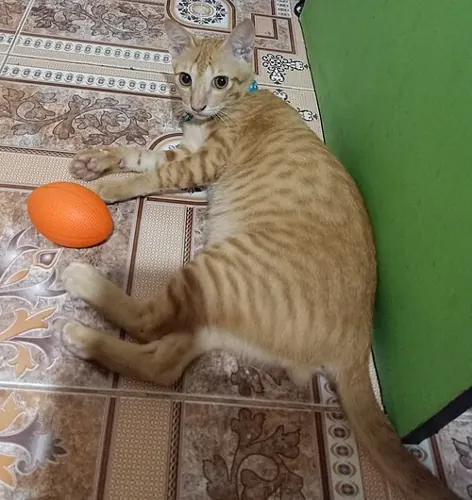 A Ginger kitten playing with an orange rubber rugby