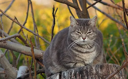 Grey Cat