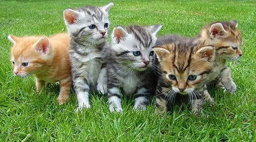A litter of kittens in the grass