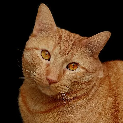 Orange tabby cat