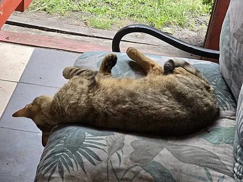 Sleeping domestic cat in Grodztwo (Kowal), Kuyavian-Pomeranian Voivodeship, Poland, July 2025