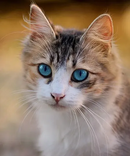 Portrait of a black tabby and white cat with Dominant Blue Eyes (DBE)