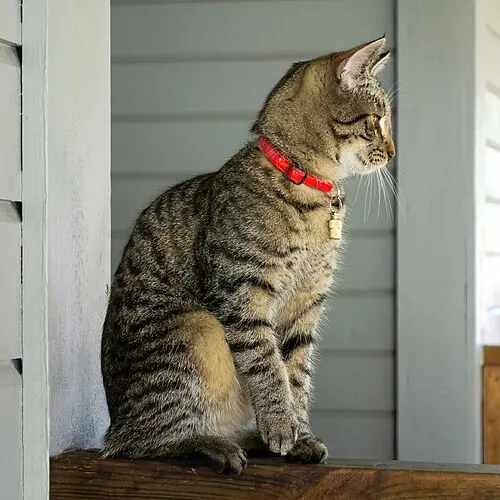 A black silver and tan tabby kitten with a red collar and a name capsule, sitting by a door in Brastad, Sweden.
One of