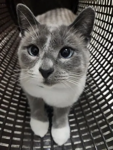 This white and gray silverpoint cat is sitting in a basket, looking at the camera. Its front paws are visible. Taken in