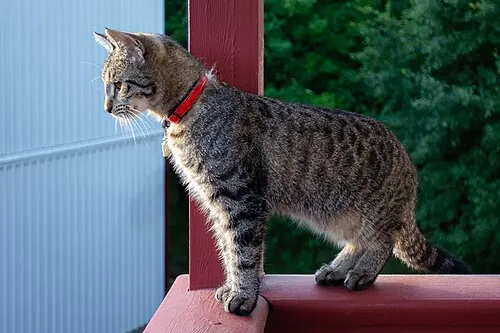 A black silver and tan tabby kitten with a red collar and a name capsule, keeping watch on a balcony in Brastad, Sweden.